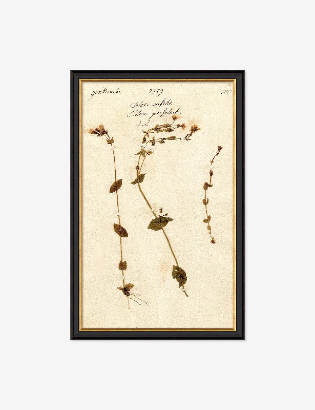 Herbarium A Wall Art