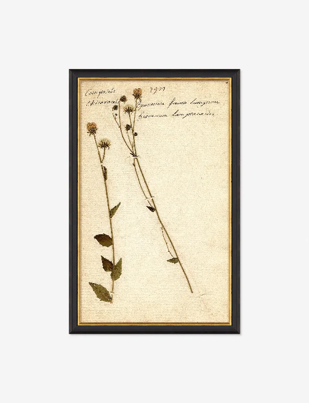 Herbarium C Wall Art