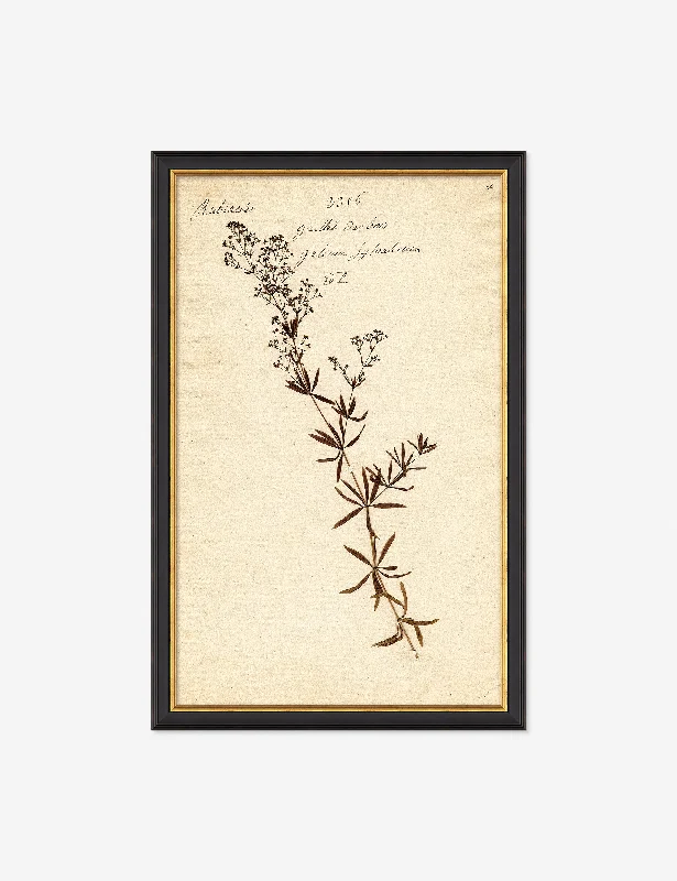 Herbarium F Wall Art