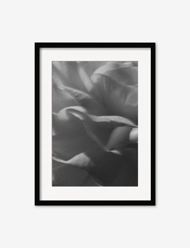 Ranunculus 3 Photography Print by Carley Rudd